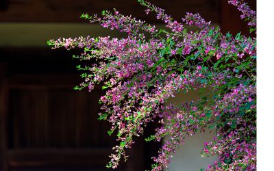 9月6日の誕生花(バースデーフラワー)はハギで、花言葉は「内気な愛情」です。