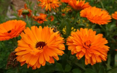 8月29日の誕生花(バースデーフラワー)はカレンデュラで、花言葉は「あふれる慈愛」です。