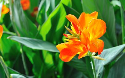 9月13日の誕生花(バースデーフラワー)はカンナで、花言葉は「永続」です。