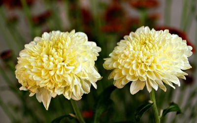 9月9日は、重陽の節句・菊の節句です。