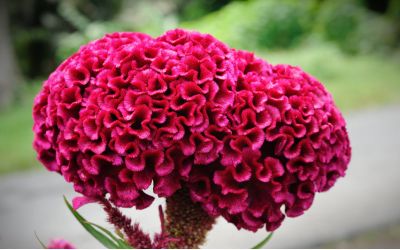 9月8日の誕生花(バースデーフラワー)はケイトウで、花言葉は「色あせぬ恋」です。