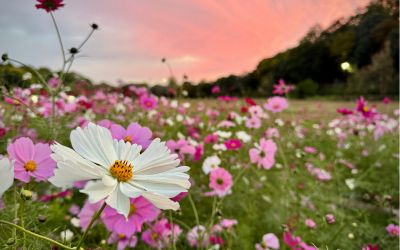 9月14日は、コスモスの日です。