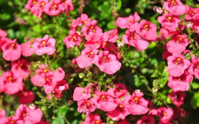 9月12日の誕生花(バースデーフラワー)はディアスキアで、花言葉は「私を許して」です。