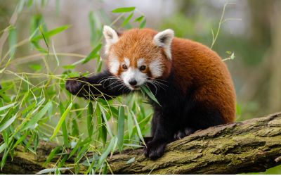 9月7日は、絶滅危惧種の日です。