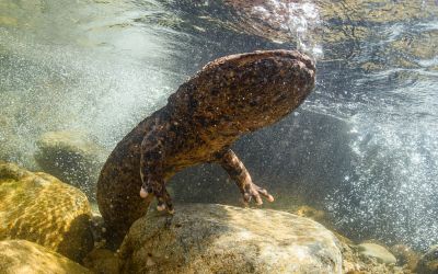 9月9日は、オオサンショウウオの日です。