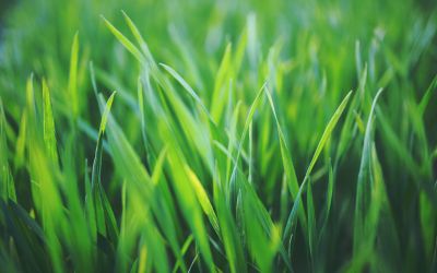 9月3日は、草の日です。
