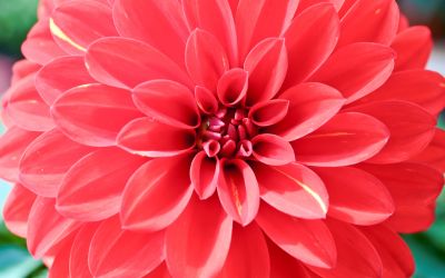 9月9日の誕生花(バースデーフラワー)はオオギクで、花言葉は「あなたを心から愛します」です。