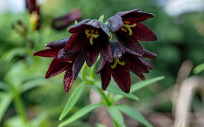8月28日の誕生花(バースデーフラワー)はクロユリで、花言葉は「恋の呪い」です。
