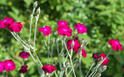 9月17日の誕生花(バースデーフラワー)はリクニスで、花言葉は「転機を迎えた恋」です。