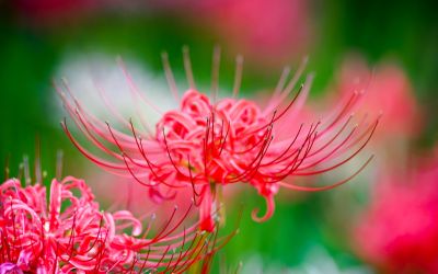 9月14日の誕生花(バースデーフラワー)はリコリスで、花言葉は「近い」です。