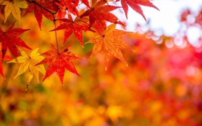 9月12日は、秋のメープルもみじの日です。