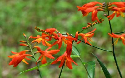 8月24日の誕生花(バースデーフラワー)はモントブレチアで、花言葉は「すてきな思い出」です。