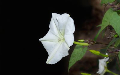 9月5日の誕生花(バースデーフラワー)はヨルガオで、花言葉は「夕暮れの思い出」です。