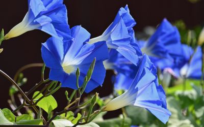 8月20日の誕生花(バースデーフラワー)はセイヨウアサガオで、花言葉は「結びつき」です。