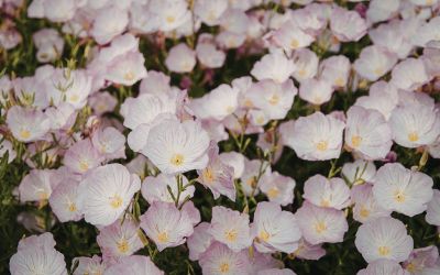 9月2日の誕生花(バースデーフラワー)はヒルザキツキミソウで、花言葉は「奥深い愛情」です。