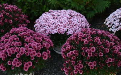 9月10日の誕生花(バースデーフラワー)はポットマムで、花言葉は「高潔なる愛」です。