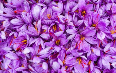 9月11日の誕生花(バースデーフラワー)はサフランで、花言葉は「喜びあふれる笑顔」です。