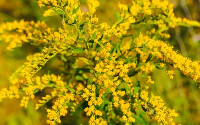 9月4日の誕生花(バースデーフラワー)はソリダスターで、花言葉は「振り向いてください」です。