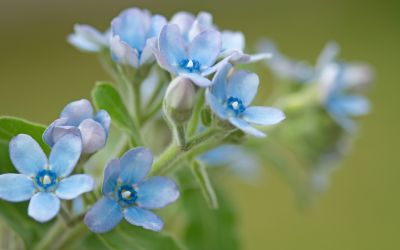 9月7日の誕生花(バースデーフラワー)はブルースターで、花言葉は「尊重」です。