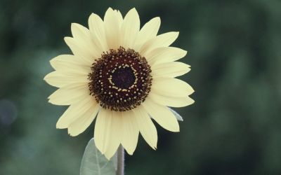 8月25日の誕生花(バースデーフラワー)はヒマワリ・イタリアンホワイトで、花言葉は「あなたを思い続けます」です。