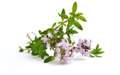 8月27日の誕生花(バースデーフラワー)はタイムで、花言葉は「勇気ある行動」です。