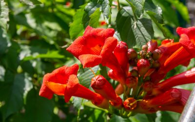 8月31日の誕生花(バースデーフラワー)はノウゼンカズラで、花言葉は「花のある人生」です。