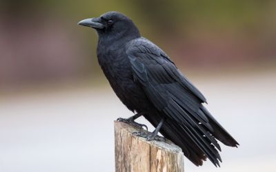 9月6日は、カラスの日です。
