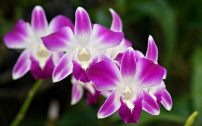 10月26日の誕生花(バースデーフラワー)はデンファレで、花言葉は「ふたりはお似合い」