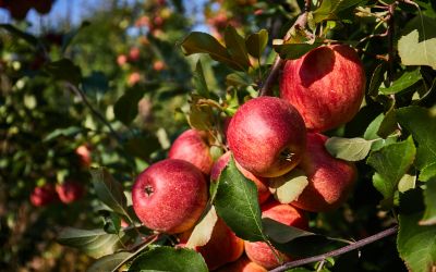 11月5日は、いいりんごの日です。