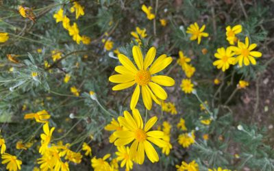 11月2日の誕生花(バースデーフラワー)はユリオプスデージーで、花言葉は「夫婦円満」