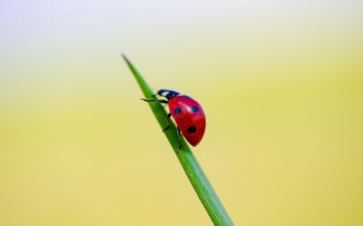 10月10日は、てんとう虫3号の日