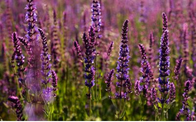 10月29日の誕生花(バースデーフラワー)はアメジストセージで、花言葉は「炎のような情熱」