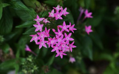 11月5日の誕生花（バースデーフラワー）はペンタスで、花言葉は「希望は実現する」です。