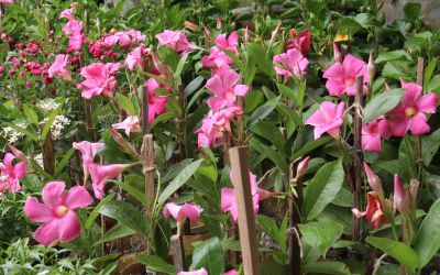 11月4日の誕生花(バースデーフラワー)はクロッサンドラで、花言葉は「仲良し」です。