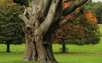 11月1日は、名木伝承の日