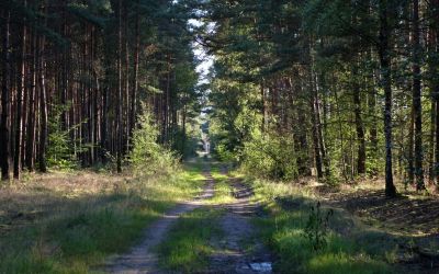 11月7日は、紀州山の日です。