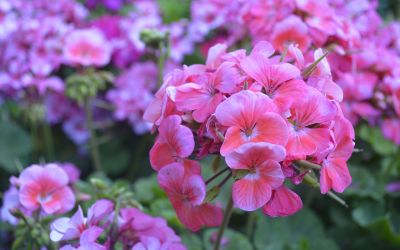 10月12日の誕生花(バースデーフラワー)はゼラニウムで、花言葉は「愉快」