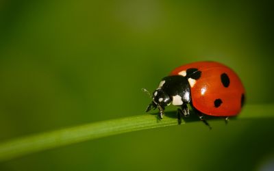 10月10日は、てんとう虫の日