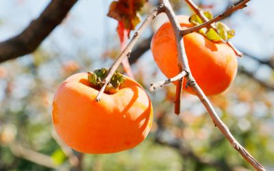 10月26日は、柿の日