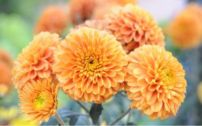 11月1日の誕生花(バースデーフラワー)はスプレーマムで、花言葉は「気持ちの探り合い」