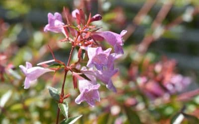 12月4日の誕生花(バースデーフラワー)はアベリアで、花言葉は「謙虚」です。