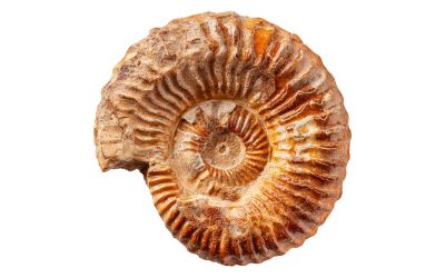 11月16日の誕生石(バースデーストーン)はアンモナイトで、石言葉は「フレキシブルな思考」です。