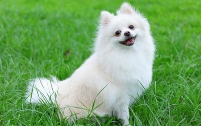 11月22日は、あにまるすまいるの日です。