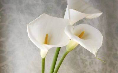 11月26日の誕生花(バースデーフラワー)はカラーで、花言葉は「凛とした美しさ」です。