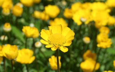 11月25日の誕生花(バースデーフラワー)はクリサンセマム・ムルチコーレで、花言葉は「誠実なあなたでいて」です。