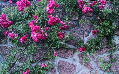 11月9日の誕生花(バースデーフラワー)はつるバラで、花言葉は「愛」です。