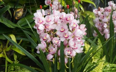 12月5日の誕生花(バースデーフラワー)はシンビジウムで、花言葉は「深窓の麗人」です。