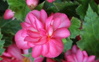 11月12日の誕生花(バースデーフラワー)はエラチオールベゴニアで、花言葉は「親切」です。