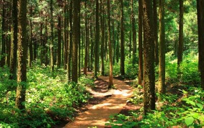 11月12日は、九州森林の日です。