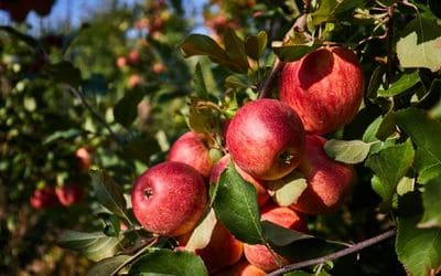 11月22日は、長野県りんごの日です。